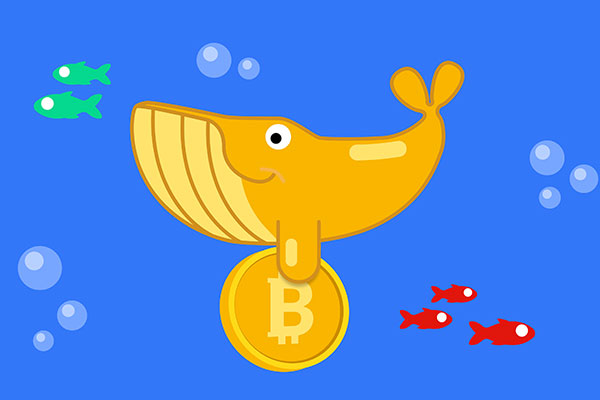 巨鲸监控指南：如何跟踪大户钱包动向并避免被“反向收割”